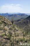 Saguaro cactus (Carnegiea gigantea)