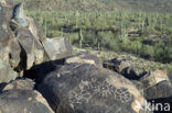 Saguaro National Park