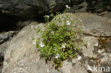 Saxifraga petraea