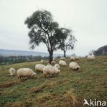 Schaap (Ovis domesticus)