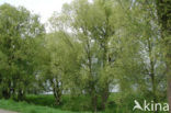 Schietwilg (Salix alba)