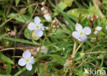 Schildereprijs (Veronica scutellata)