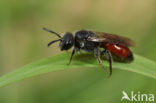 Schoffelbloedbij (Sphecodes pellucidus)