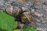 Segrijnslak (Helix aspersa aspersa)