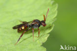 Wasp-bee (Nomada panzeri)