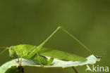 Sickle-bearing Bush-cricket (Phaneroptera falcata)