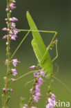 Sikkelsprinkhaan (Phaneroptera falcata) 