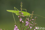 Sikkelsprinkhaan (Phaneroptera falcata) 