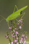 Sikkelsprinkhaan (Phaneroptera falcata) 