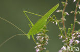 Sikkelsprinkhaan (Phaneroptera falcata) 