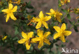 Perforate St John’s-wort (Hypericum perforatum)