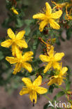 Sint-Janskruid (Hypericum perforatum)