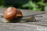 snail