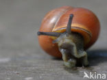 snail