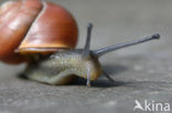 snail