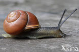 snail