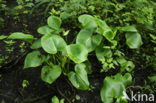 Slangenwortel (Calla palustris)