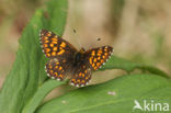 Duke of Burgundy Fritillary (Hamearis lucina)