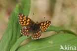 Sleutelbloemvlinder (Hamearis lucina)