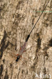 Sluipwesp (Lissonota setosa)