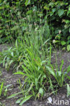 Ribwort Plantain (Plantago lanceolata)