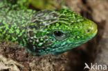 Smaragdhagedis (Lacerta viridis)