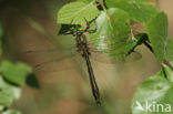 Downy Emerald (Cordulia aenea)