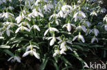 Snowdrop (Galanthus spec.)