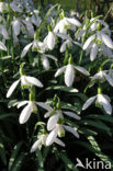 Snowdrop (Galanthus spec.)