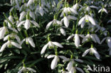 Sneeuwklokje (Galanthus spec.)