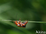 Soldaatje (Cantharis decipiens)