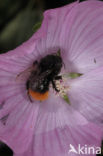 Red-tailed bumblebee (Bombus lapidarius)