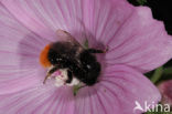 Red-tailed bumblebee (Bombus lapidarius)