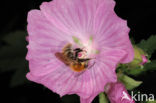 Red-tailed bumblebee (Bombus lapidarius)