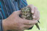 Little Owl (Athene noctua)