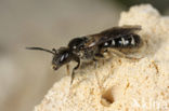 Steilrandgroefbij (Lasioglossum quadrinotatulum)