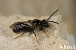 Steilrandgroefbij (Lasioglossum quadrinotatulum)