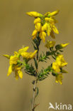 Stekelbrem (Genista anglica) 