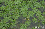 Blunt-fruited Waterstarwort (Callitriche obtusangula)
