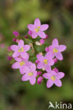 Strandduizendguldenkruid (Centaurium littorale)