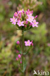 Seaside Centaury (Centaurium littorale)