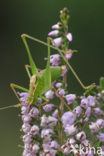 Struiksprinkhaan (Leptophyes punctatissima)