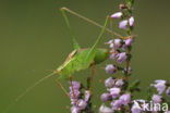 Speckled Bush-cricket (Leptophyes punctatissima)