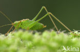 Struiksprinkhaan (Leptophyes punctatissima)