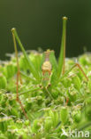 Struiksprinkhaan (Leptophyes punctatissima)