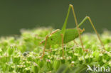 Speckled Bush-cricket (Leptophyes punctatissima)