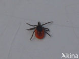 Tick