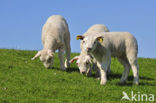 Domestic Texel sheep (Ovis aries)