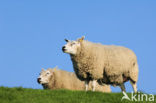 Domestic Texel sheep (Ovis aries)
