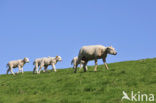 Domestic Texel sheep (Ovis aries)